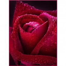 Фотообои Бархатная роза 98*134см