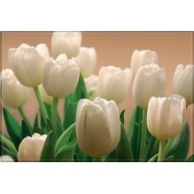 Фотообои Белые тюльпаны 294*201см Тула 